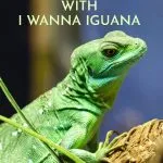 If you're looking for a great mentor text for persuasive writing, this post is just what you need. It features the book, I Wanna Iguana and step by step directions.
